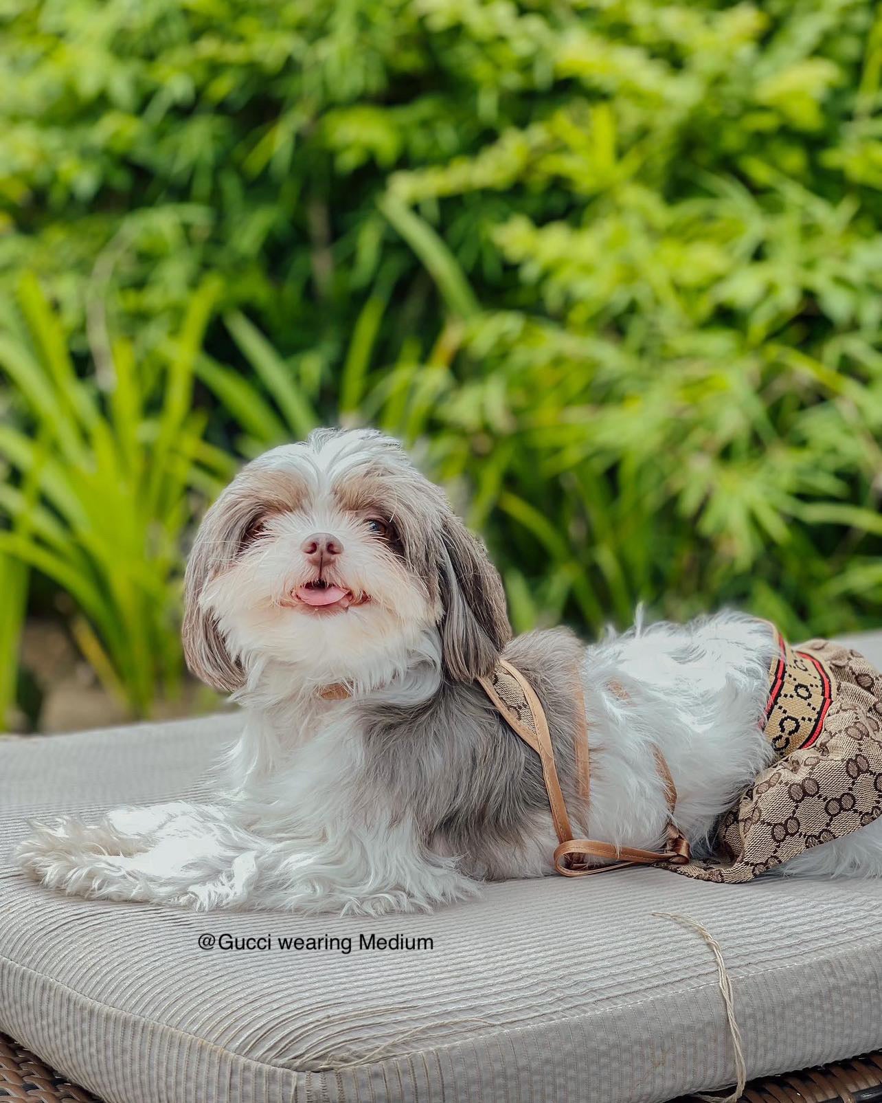 Poochi Bikini