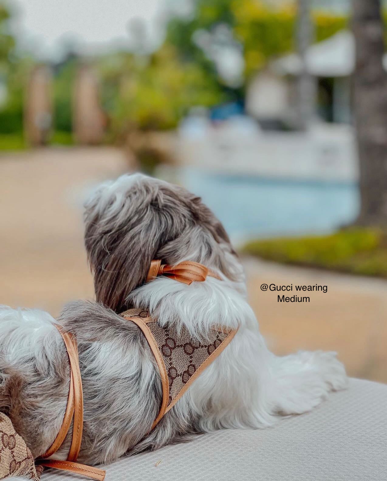 Poochi Bikini