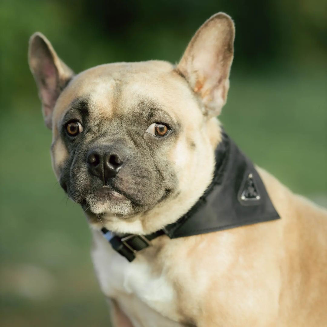 Pradawg Collar Bandana