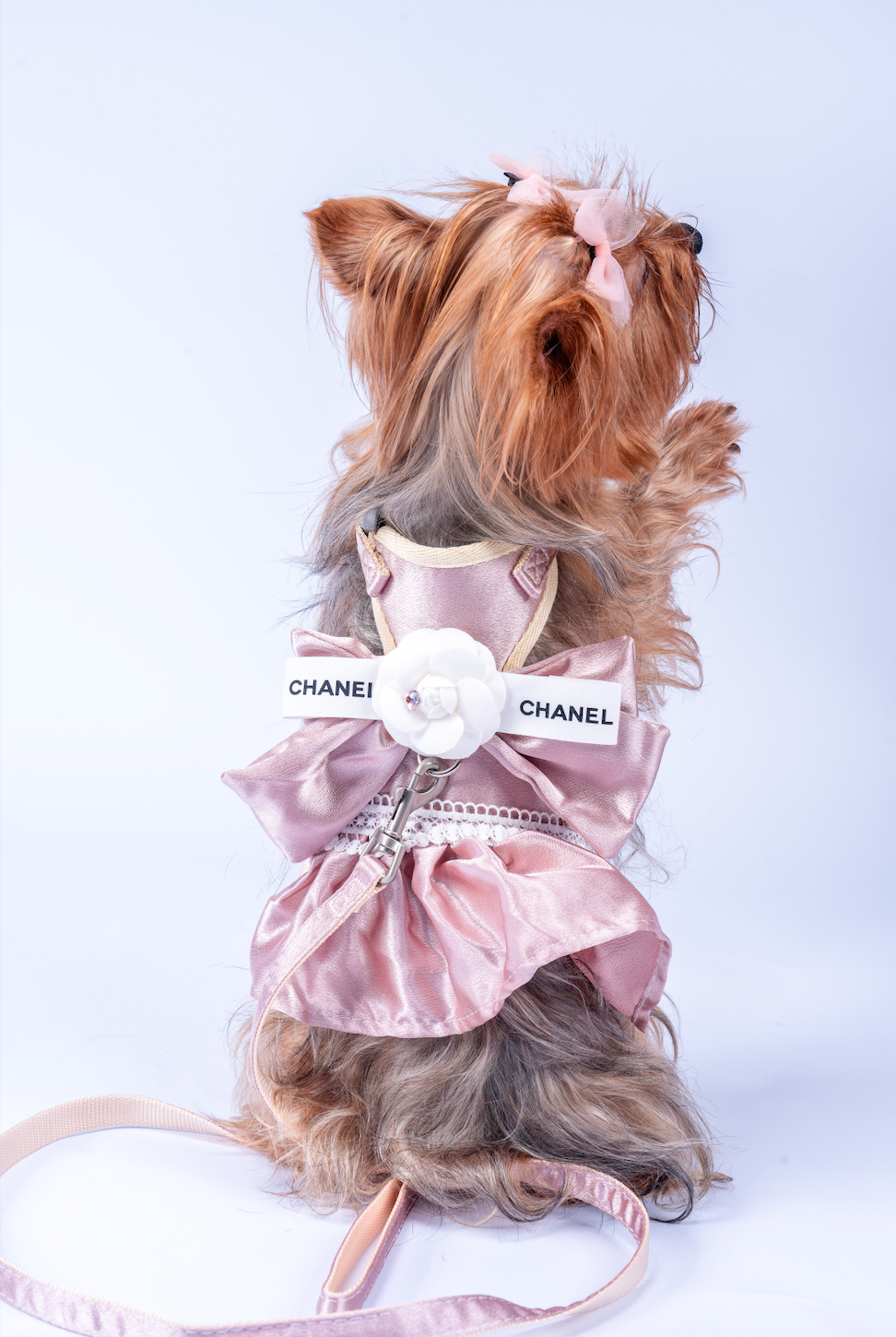 Chewnel Rose Dress Harness  & Leash Set