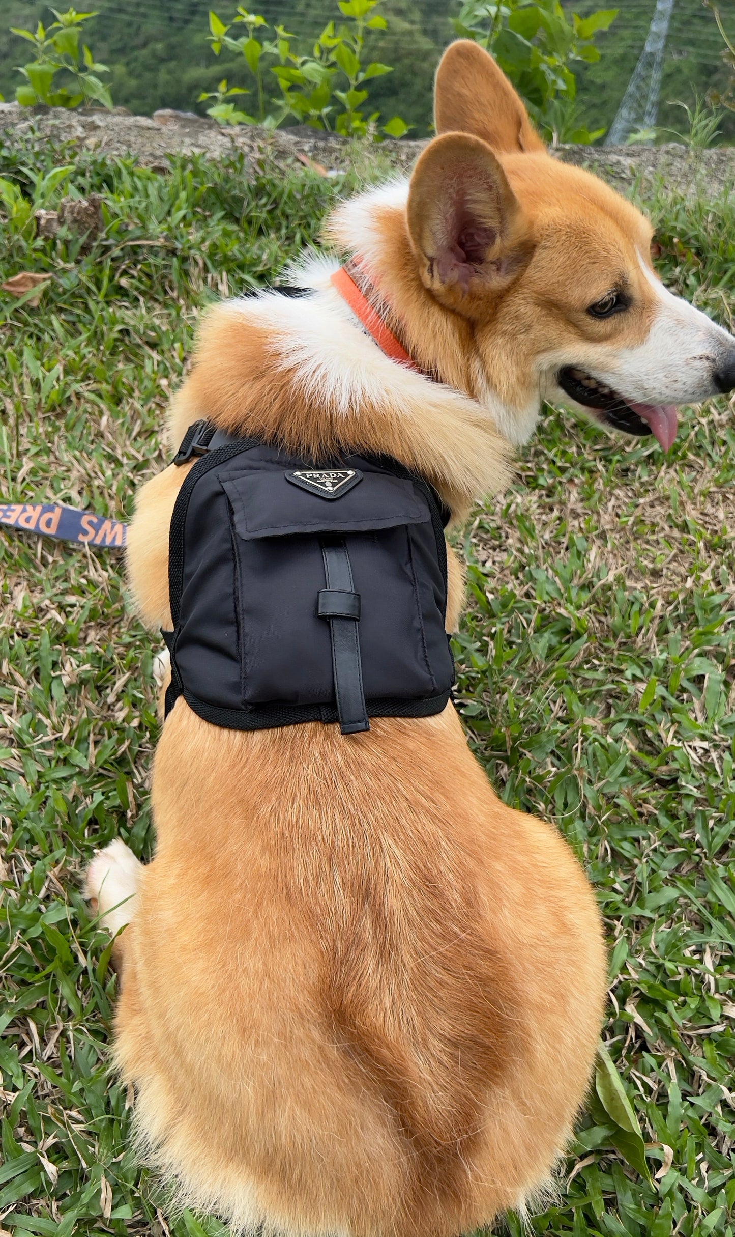 Pradawg Backpack Harness