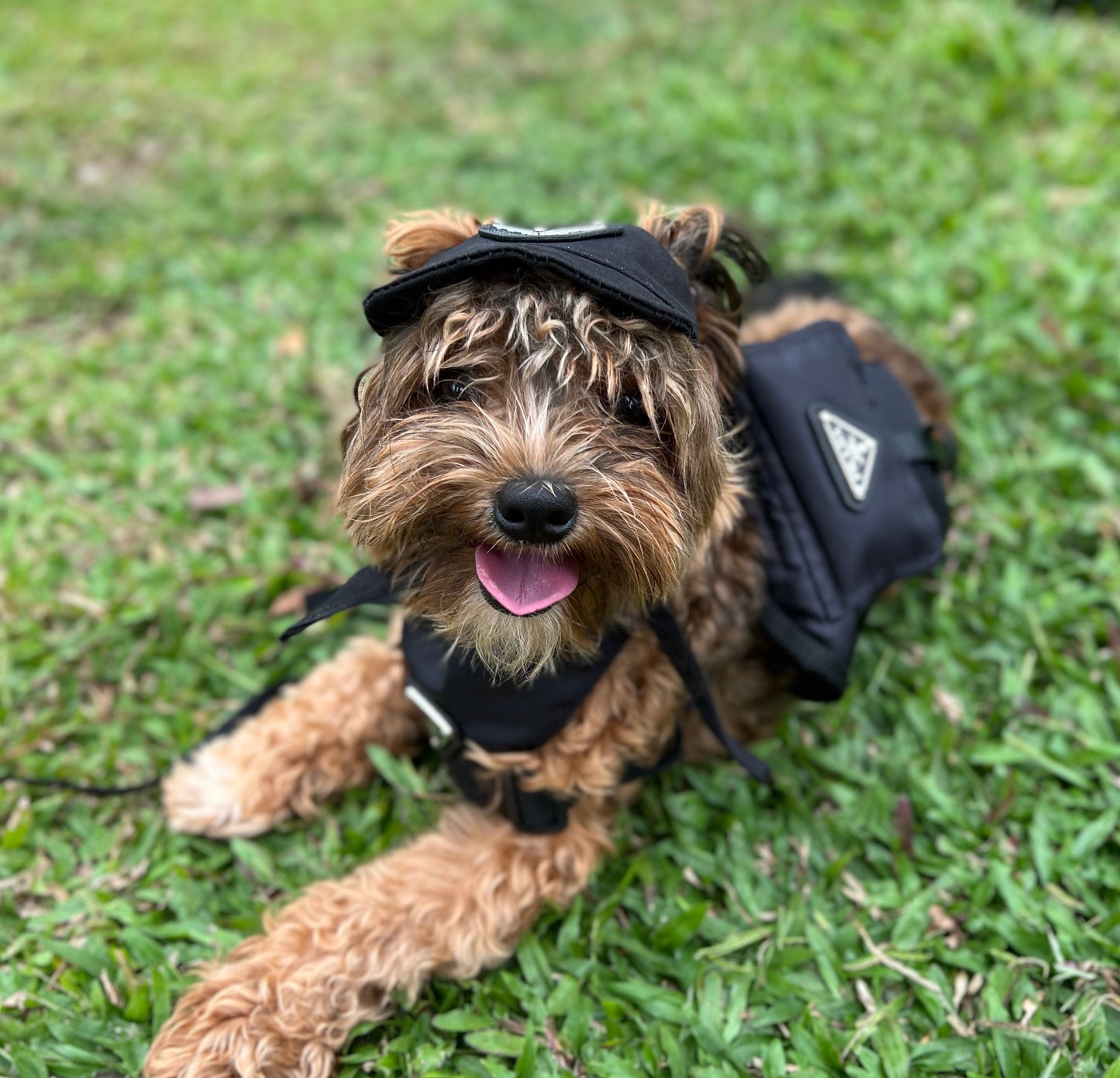 Pradawg Backpack Harness