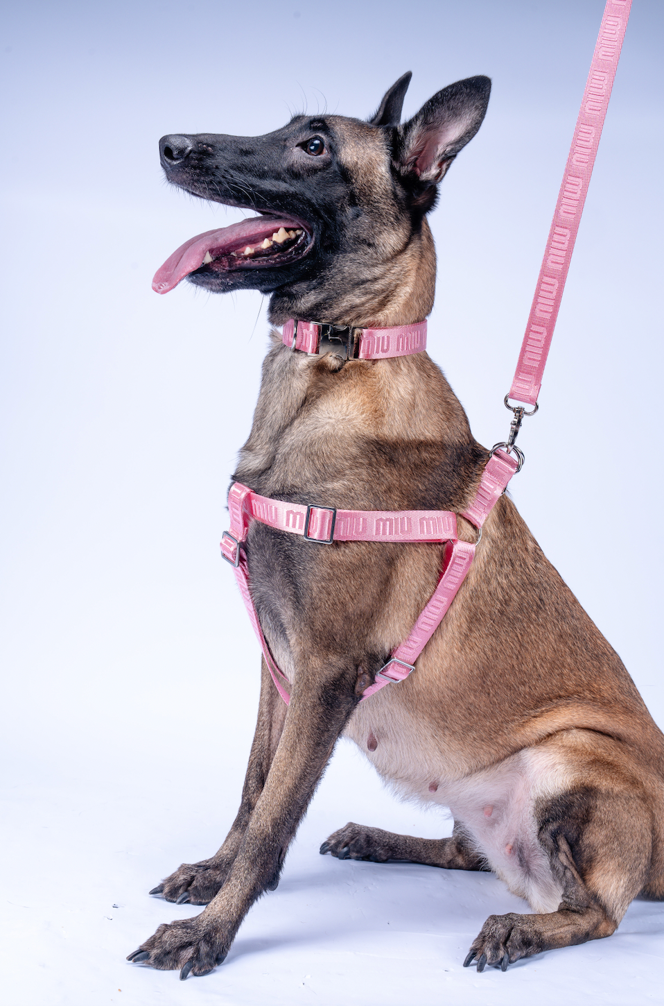 Miu Miu Collar, Harness & Leash Set