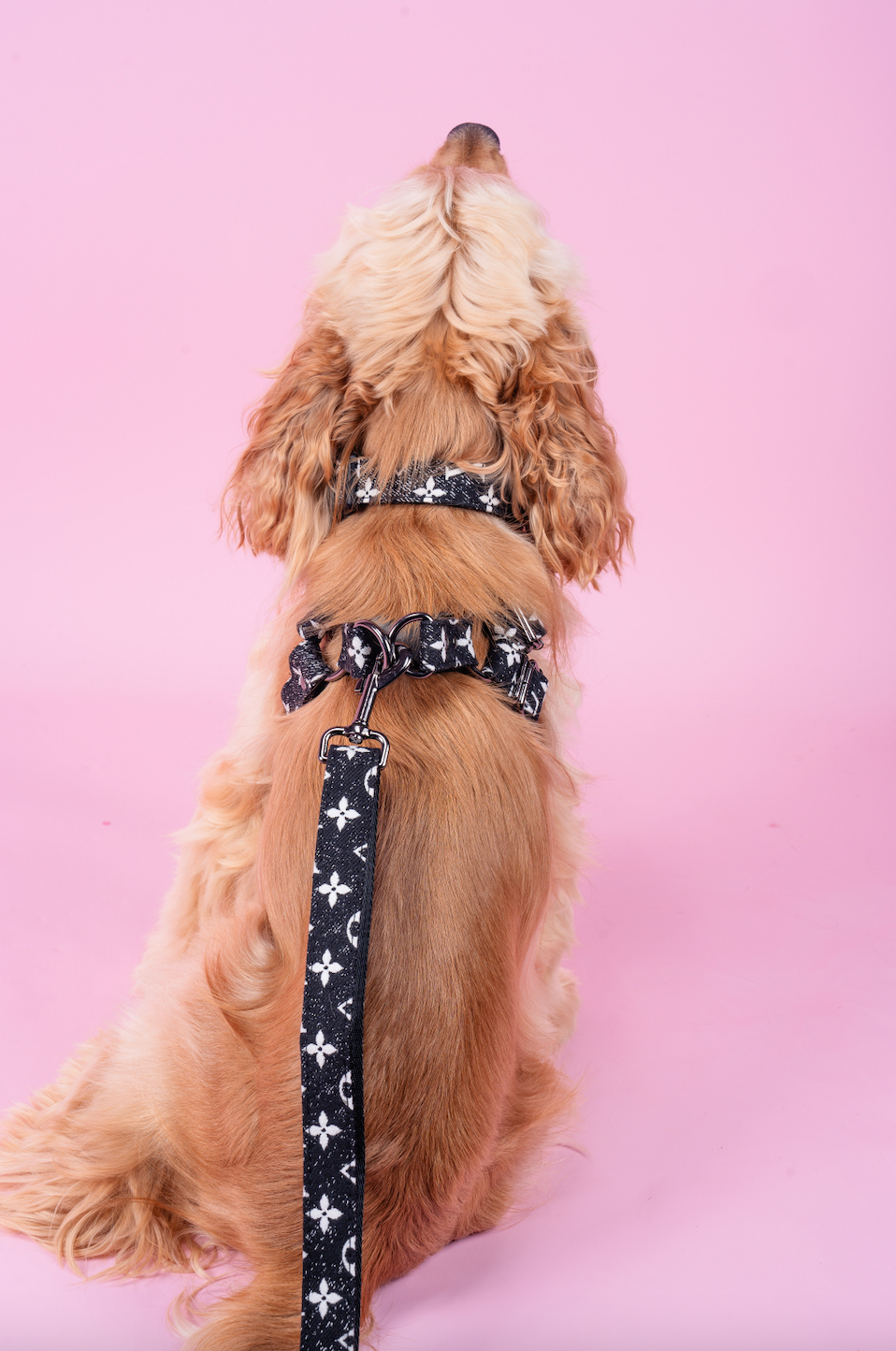 Furry Vuitton Drip Collar, Harness & Leash Set